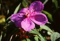 Purple Dew